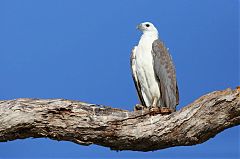 White-bellied Sea-Eagle